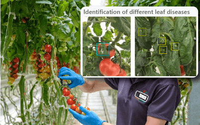 AI Object Recognition in Tomato Disease Detection <p style=